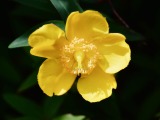 Bachblüten